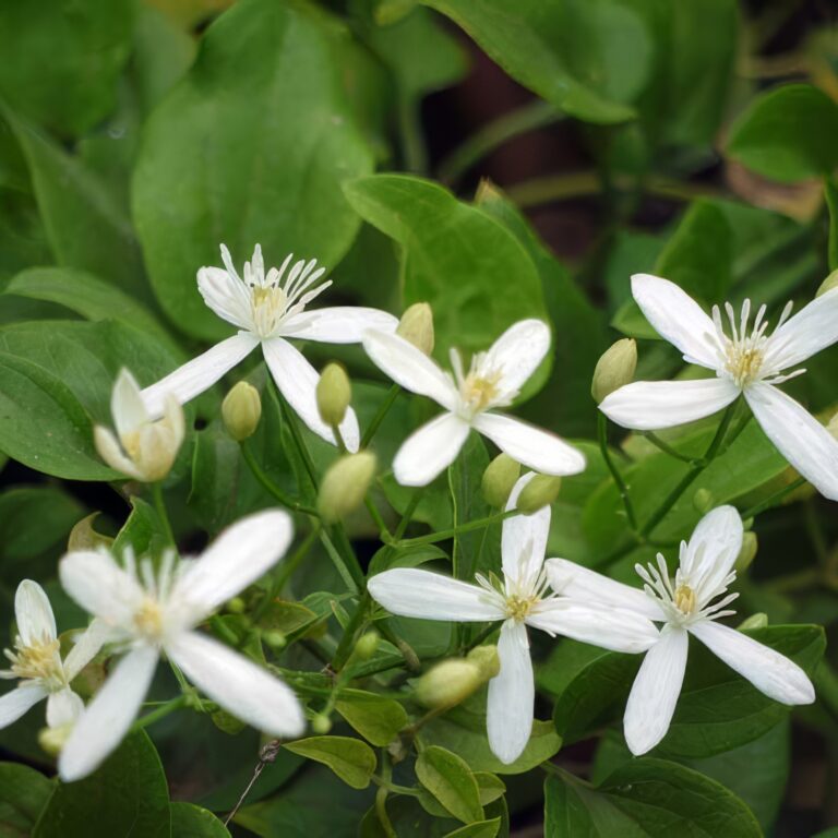 Clematis-flammula-Αγράμπελη-2-topaz-upscale-4x