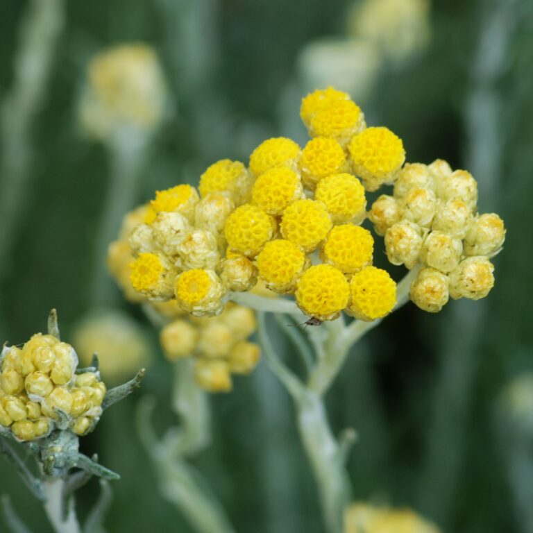 Helichrysum_July_2011-1