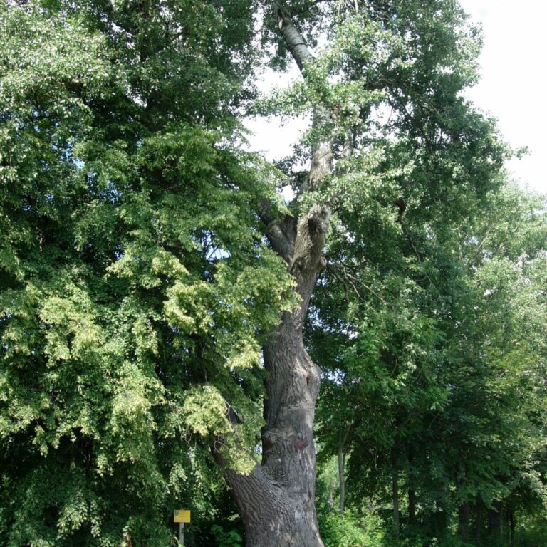 Populus_alba,_Czajecice,_20060812_1358