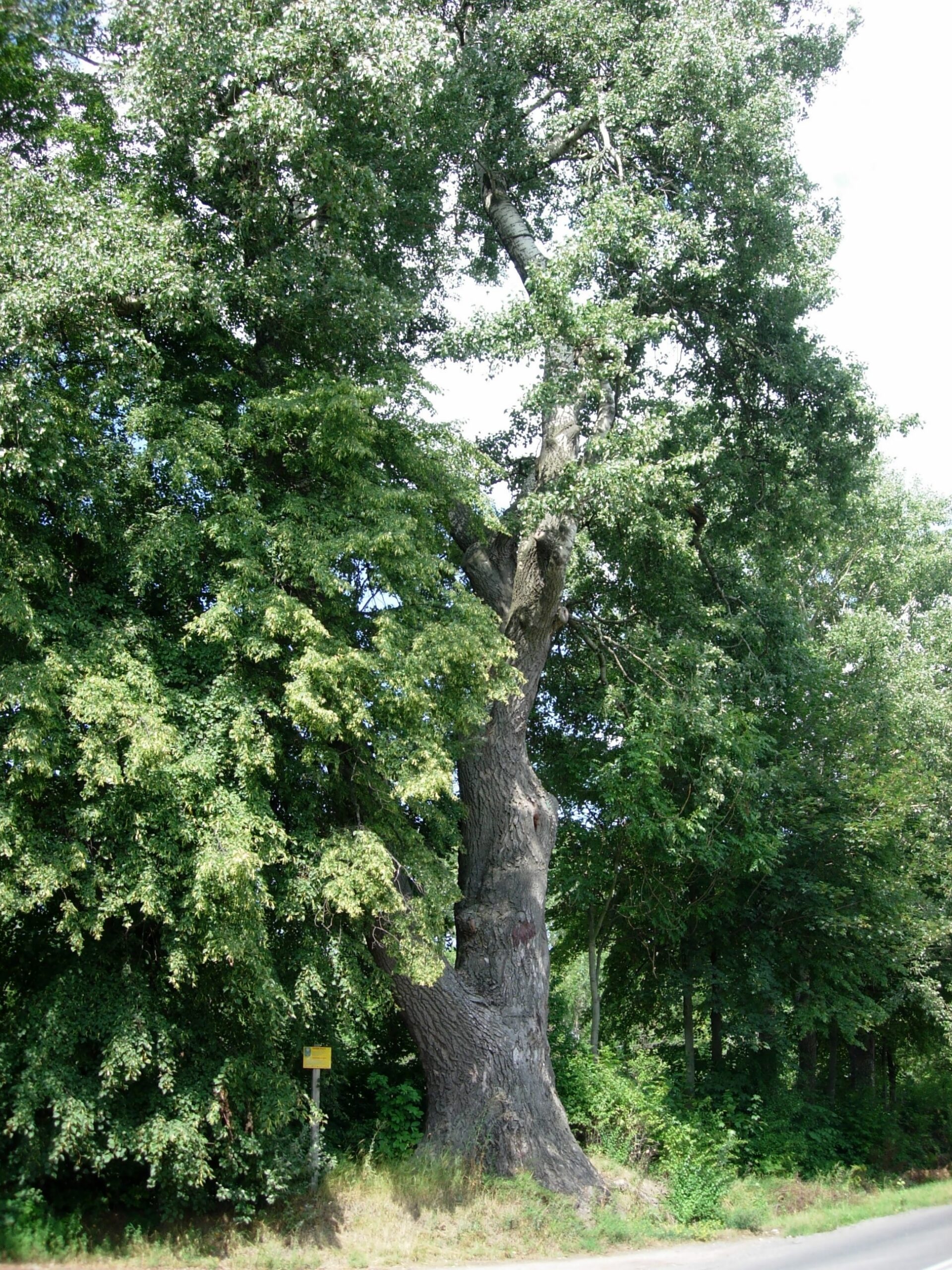 Populus_alba,_Czajecice,_20060812_1358