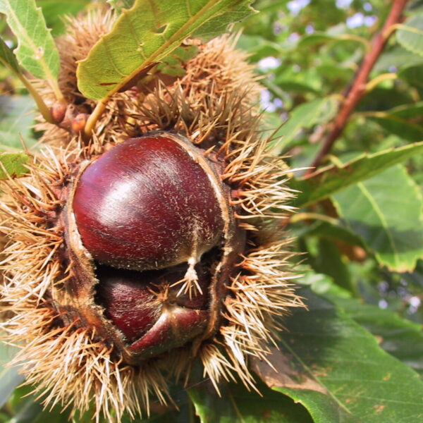 chestnut Κάστανα. Από: https://www.koumtsidis.gr/chestnut
