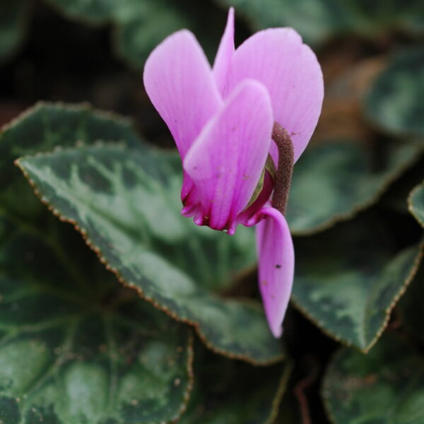 Κυκλάμινο_το_γραικό_(Cyclamen_graecum)_Περιοχή_Αργαλαστής,Μαγνησία,_Θεσσαλία Κυκλάμινο_το_γραικό_(Cyclamen_graecum)_Περιοχή_Αργαλαστής,Μαγνησία,_Θεσσαλία