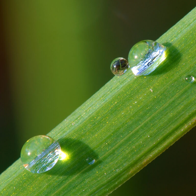 Dew_on_grass_Luc_Viatour