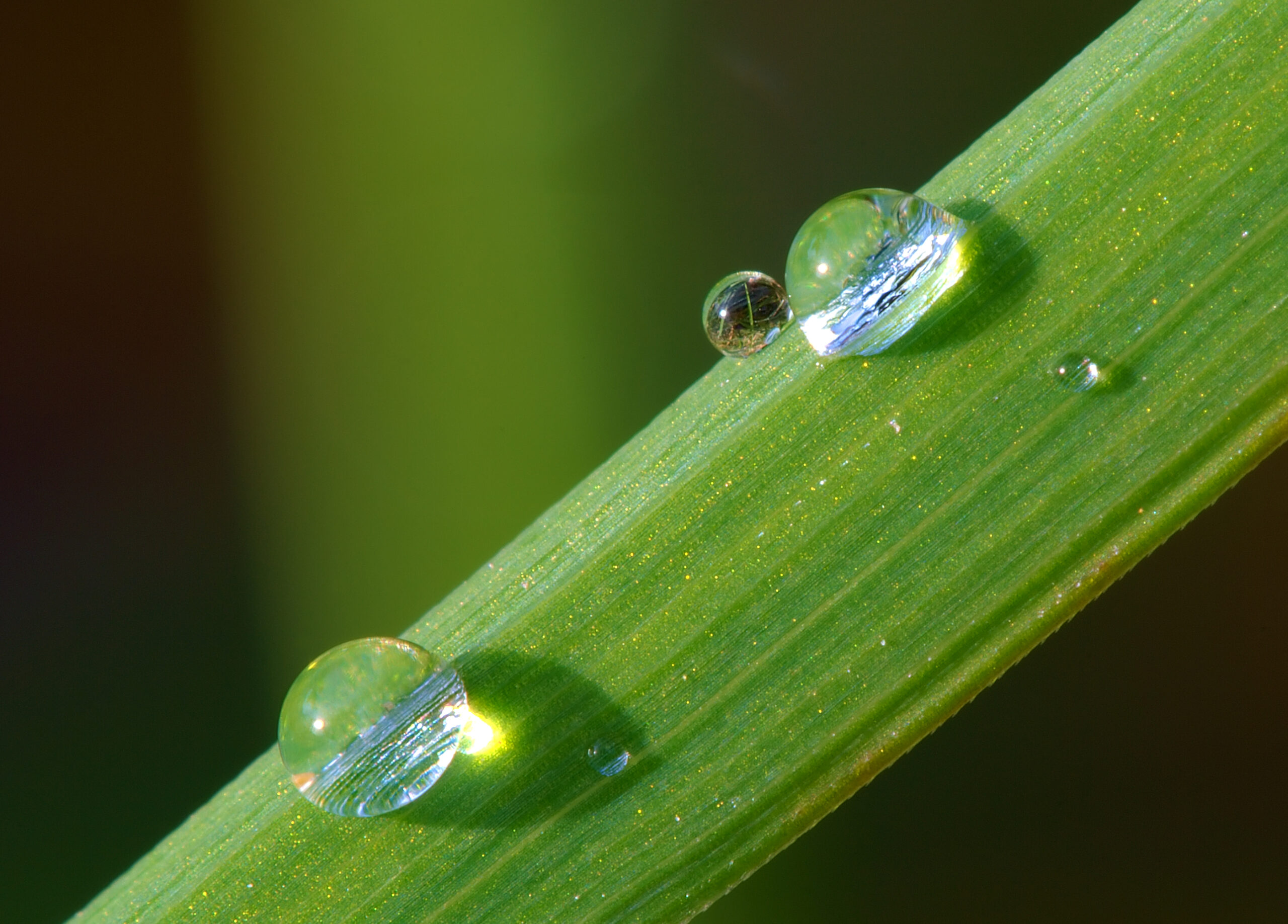 Dew_on_grass_Luc_Viatour