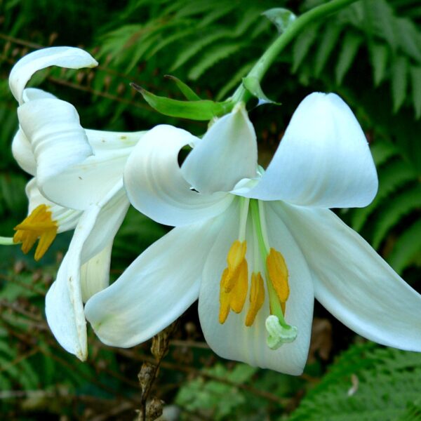 Lilium_candidum_1 Lilium candidum στον Βοτανικό Κήπο VanDusen. Από: Stan Shebs, CC BY-SA 3.0, https://commons.wikimedia.org/w/index.php?curid=603500