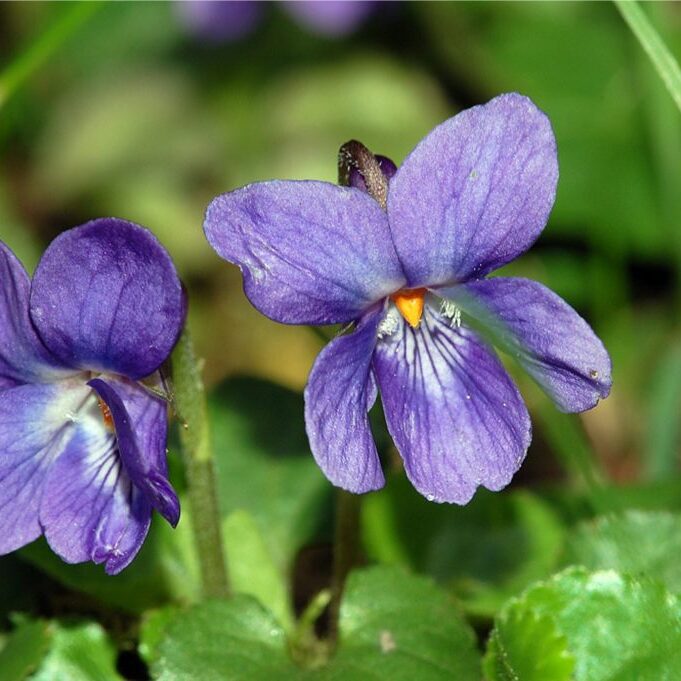 Viola_odorata_fg01