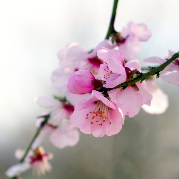almond-tree-4933568_1280 Ανθισμένη ροδακινιά (Prunus persica).