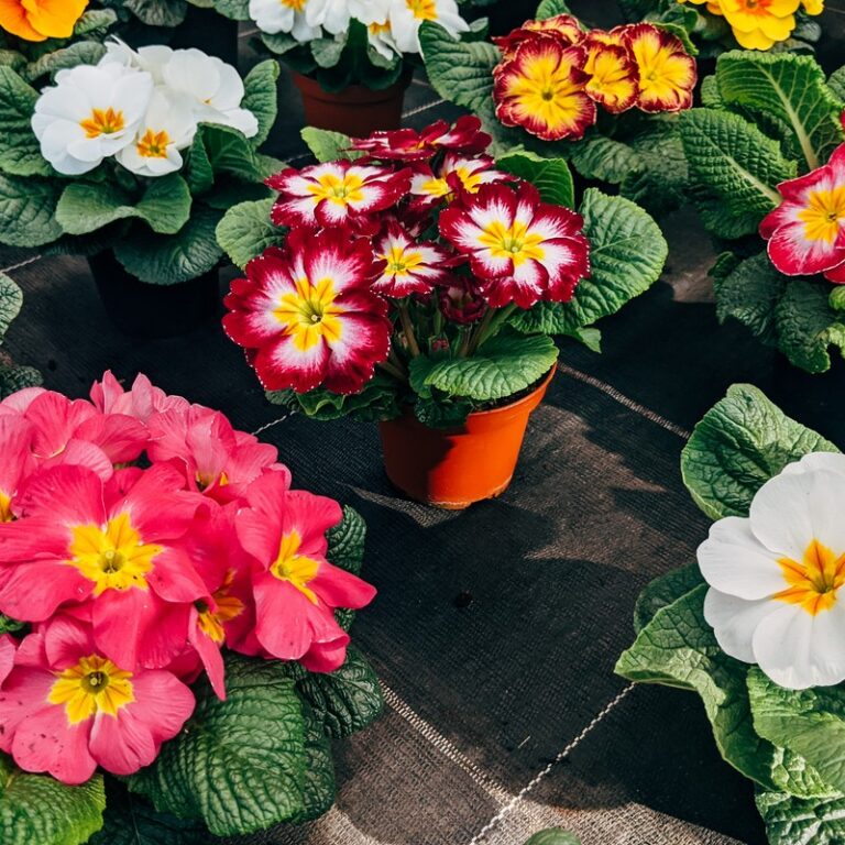 flowers-13