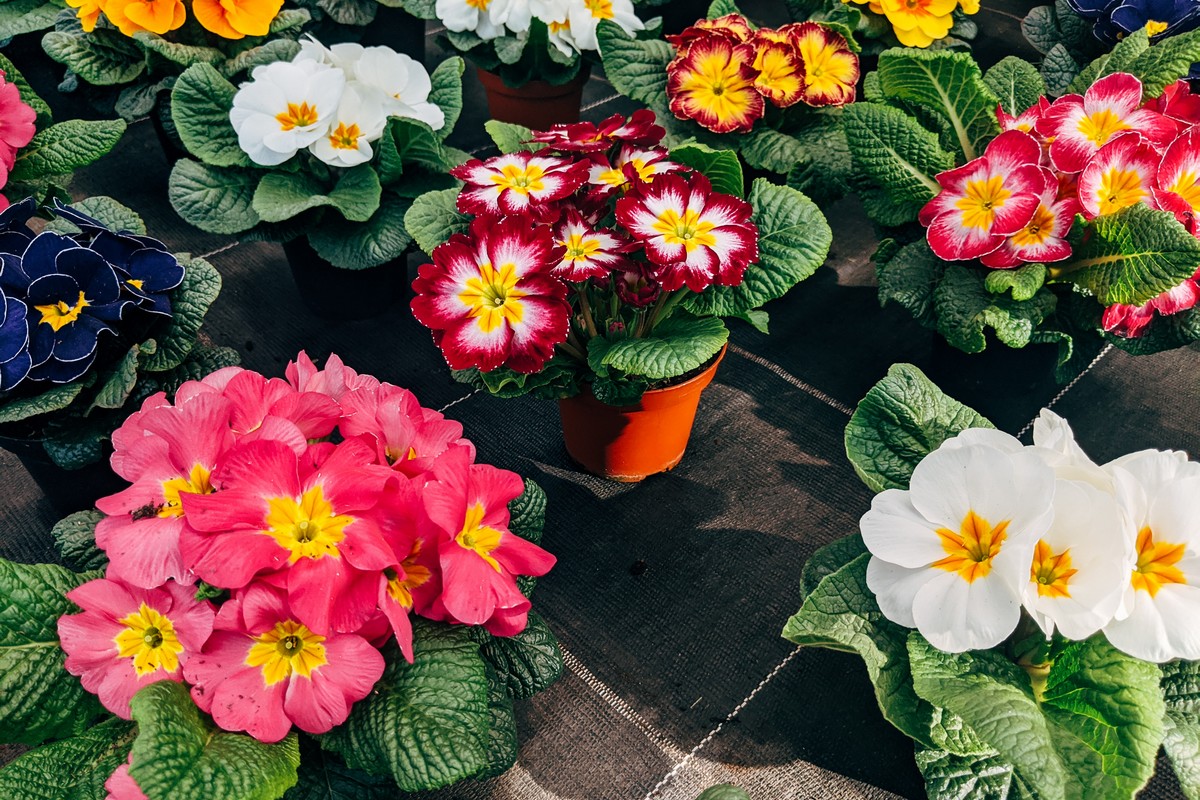 flowers-13